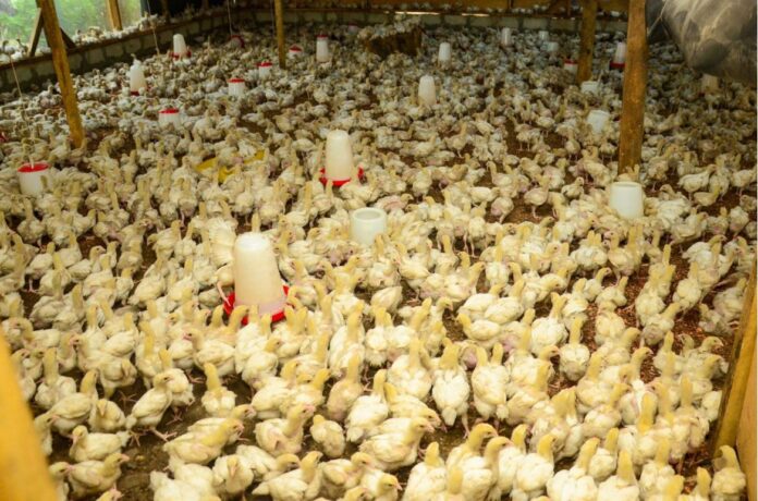 chicks